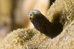 Secretary Blenny out of it's hole. D300, 60mm, +10 SubSee by Larry Polster 